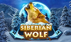 Red Rake - Siberian Wolf